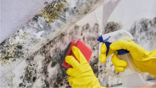 Gloved hands clean a moldy surface with a spray bottle and sponge